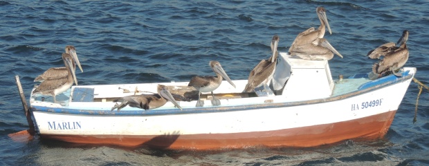 Pelikanerna är tillbaka i Havannabukten sedan föroreningarna har minskat och syrehalten har ökat.